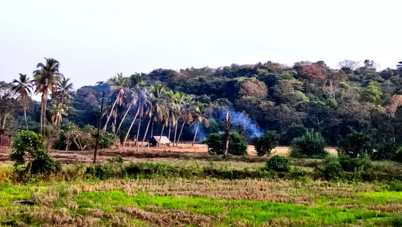 Goa hinterland — rice fields, palms and forest